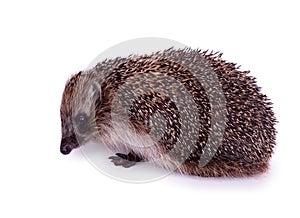 Cute wild European Hedgehog Isolated on White Background