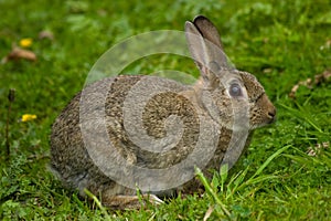 Cute Wild European Rabbit