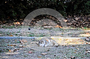 Cute wild fat cat sleeps on the groun of the forest of Seoul, South Korea