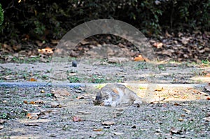 Cute wild fat cat sleeps on the groun of the forest of Seoul, South Korea