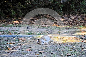 Cute wild fat cat sleeps on the groun of the forest of Seoul, South Korea