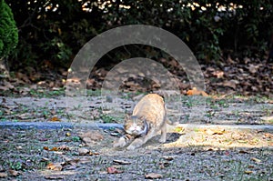 Cute wild fat cat stretchs to exercise in the forest of Seoul, South Korea