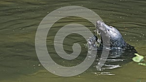 Cute Wild Grey Seal Swimming in Zoo Water Pool Eating Fish during Feeding Time