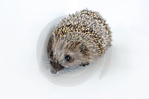 Cute wild hedgehog on white isolated background. Protection and domestication of forest spiny animals. Space for text. Copy space