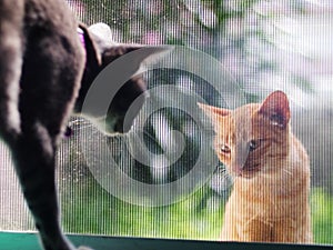 Cute wild homeless short hair young yellow orange colour asian stray kitten cat communicate with a home cat from outside.