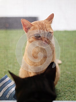 Cute wild homeless short hair young yellow orange colour asian stray kitten cat communicate with a home cat from outside