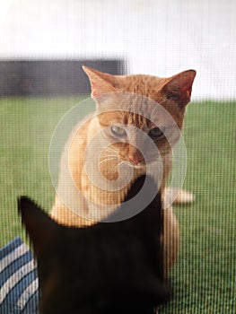 Cute wild homeless short hair young yellow orange colour asian stray kitten cat communicate with a home cat from outside