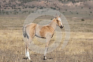 Cute Wild Horse Foal in Spring in Utah