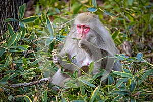 Cute wild japanese snow monkeys in Nikko national park forest