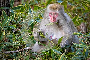 Cute wild japanese snow monkeys in Nikko national park forest