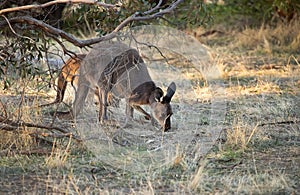 Cute wild kangaroos graze in the forest, stand among trees,