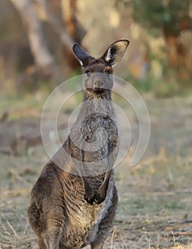Cute wild kangaroos graze stands, close-up, animal portrait, Australian wildlife