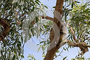 Cute wild Koala Bear sleeping resting on Eucalyptus Gum tree bra