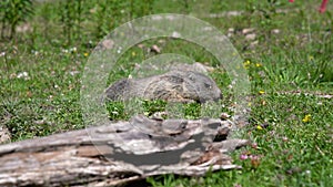 Cute wild marmot pops up out of its burrow- close-up