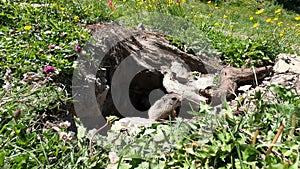 Cute wild marmot pops up out of its burrow- close-up