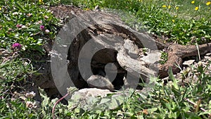 Cute wild marmot pops up out of its burrow- close-up
