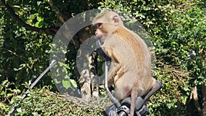 Cute Wild Monkey Baby Licking Motorbike Mirror on Parking lot in Park. Phuket Town Monkey Hill. Phuket, Thailand. 4K.