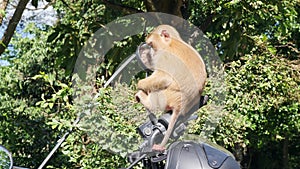 Cute Wild Monkey Baby Sitting on Motorbike Mirror on Parking lot in Park. Phuket Town Monkey Hill. Phuket, Thailand. 4K.