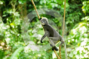 A cute wild monkey lives in a natural forest, Railay Bay Beach, Krabi, Thailand