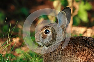 Cute wild rabbit