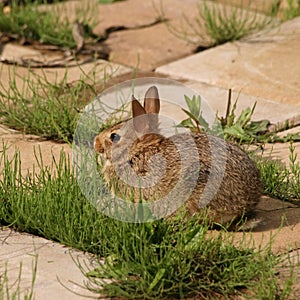 Cute wild rabbit