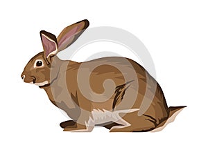 Cute wild rabbit animal nature icon