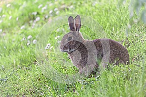 Cute wild rabbit in Bruges park, Belgium