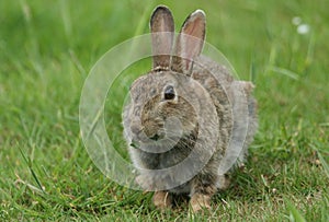 A cute Wild Rabbit disambiguation feeding in a meadow. photo