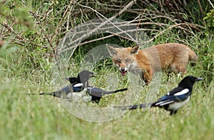 A cute wild Red Fox cub, Vulpes vulpes, standing at the entrance to the den watching the Magpies, which are hunting for food in th
