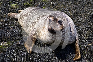 Cute wild seal Isle of Skye