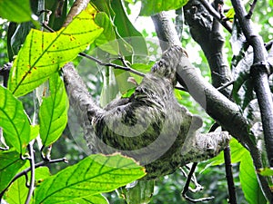 Cute wild sloth from Amazonia, Brazil photo