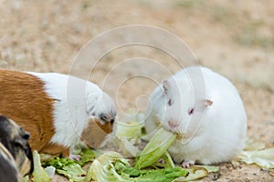 Cute wild white rat and hamster