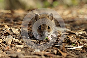 Cute wild Wood mouse (Apodemus sylvaticus)  Germany