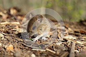 Cute wild Wood mouse (Apodemus sylvaticus)  Germany