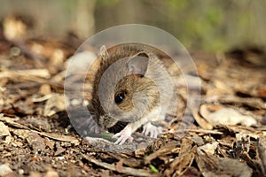 Cute wild Wood mouse (Apodemus sylvaticus)  Germany