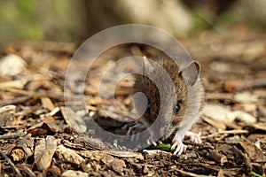 Cute wild Wood mouse (Apodemus sylvaticus)  Germany