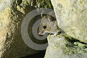 A cute wild Wood Mouse Apodemus sylvaticus poking its head out of its home in a stone wall.