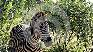 Cute Wild Zebra in South Africa Game Preserve