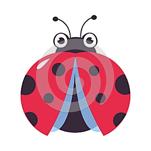 Cute winged ladybug. Little ladybird insect mascot cartoon vector illustration
