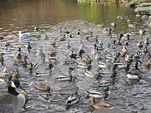 Cute winter mallard ducks gathering in a pond