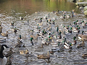 Cute winter mallard ducks gathering in a pond