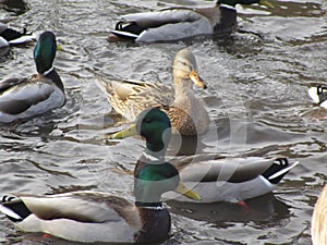 Cute winter mallard ducks gathering in a pond