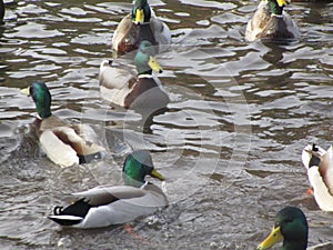 Cute winter mallard ducks gathering in a pond