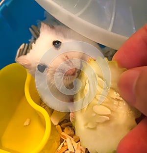 Cute Winter White Dwarf Hamster is being fed with cucumber.