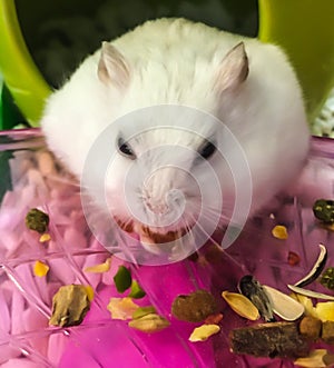 Cute Winter White Dwarf Hamster is being fed with grains. The Winter White, also known as Winter White Dwarf Hamster