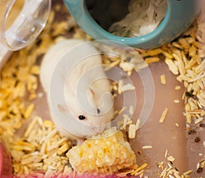 Cute Winter White Dwarf Hamster on floor feeding fresh raw corn food.