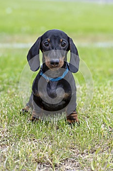 Cute wire-haired miniature dachshund puppy posing for the photographer on the terrace