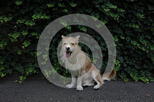 Cute wiry dog sitting in front of ivy wall