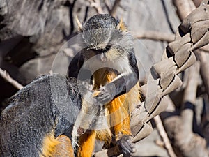 Cute Wolf's Guenon, Cercopithecus wolfi