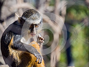 Cute Wolf's Guenon, Cercopithecus wolfi